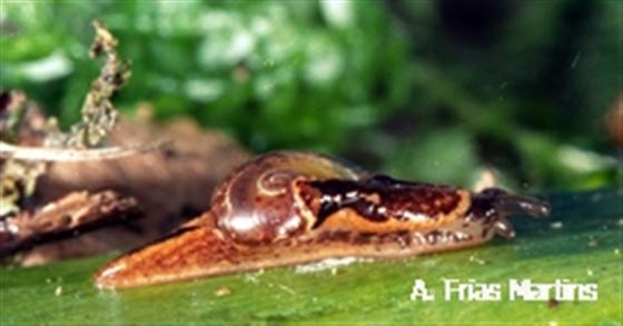 Azorivitrina angulosa (Morelet, 1860)